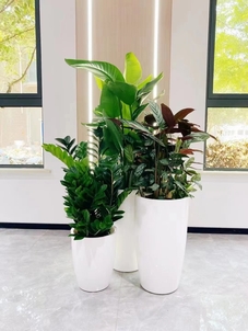 专业花卉出租在北仑,为您营造梦幻花卉世界